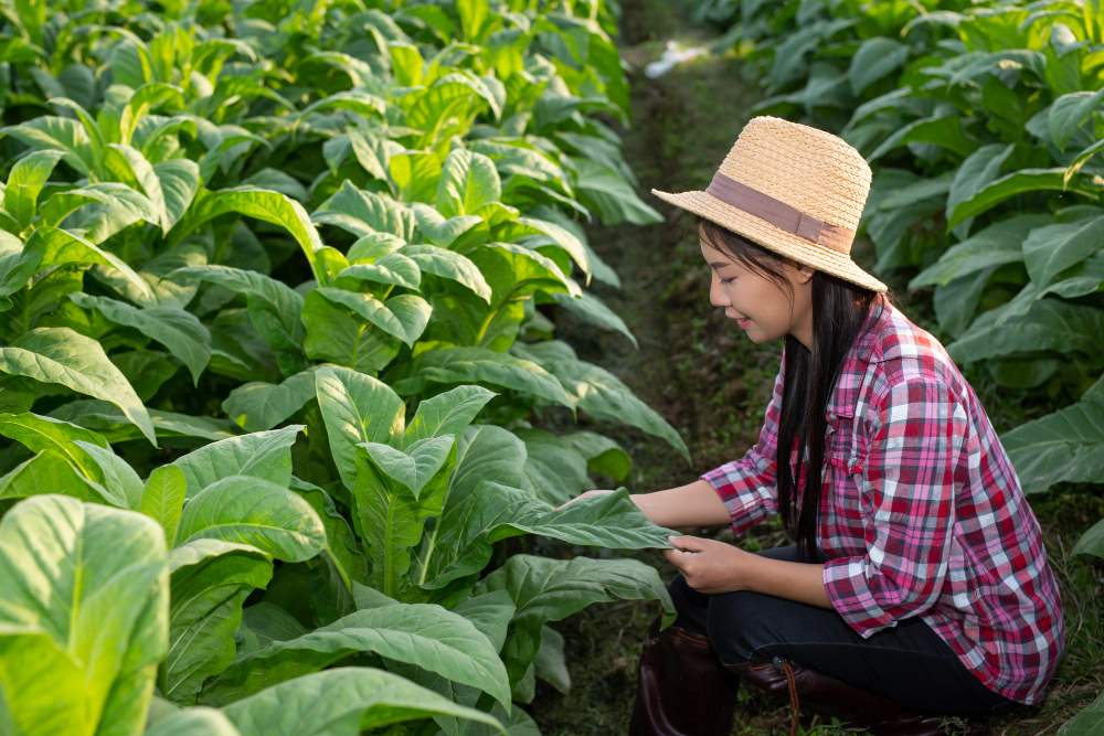 tanaman tembakau ternyata mengancam kesehatan petani tembakau